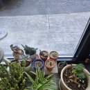 빵먹는 코끼리 이미지