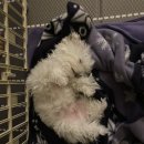 웰니스동물병원(롯데월드점) 이미지