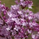 수수꽃다리 이미지