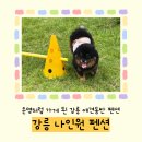 나인원 | 강릉 나인원펜션 솔직후기 애견동반 가능한 가성비 숙소