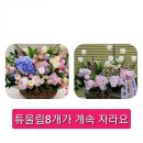 인셀덤국가대표 | 프리지아 향기 풍기는 샵에서