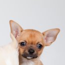 아담스펫강아지&가필드고양이 이미지