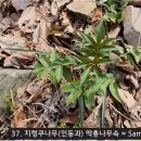 모람- 만지도 연대도 식물 이미지