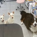 포테이토 독 이미지