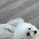 독스아일랜드 이미지