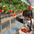 주신농장 | 서울근교 딸기체험 농장 하나농원 주차 및 후기ㅣ경기도 양주 아이랑 가볼만한 곳