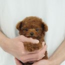 플러피펫 이미지