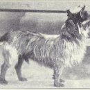 두테리어 이미지