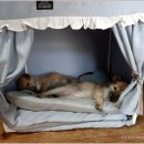 애완강아지 이미지