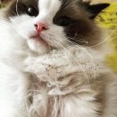 랙돌캐터리파이널돌 이미지