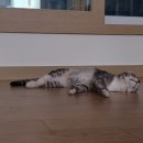 수동물메디컬센터 이미지