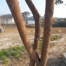 삽시도통나무펜션 이미지