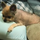 아이레벨트라움벨트 이미지