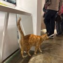 고양이 마을 이미지