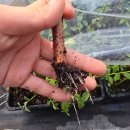 정우농원 이미지