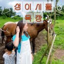 제주도 가족여행 필수 코스! 성이시돌 목장에서 말이랑 사진 찍고 우유부단에서 아이스크림 먹고 온 후기