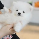 애니멀즈 강아지분양 고양이분양 대전점 이미지