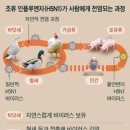 조류 인플루엔자(AI) 인체감염증 Avian Influenza Human Infection 감염성 질환 이미지