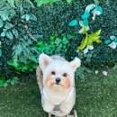 멍아일랜드 이미지