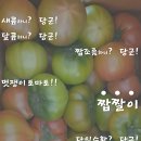 맛쟁이토마토 이미지