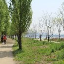 미루나무 이미지