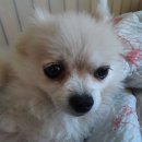 두리메디칼 | 남사읍동물병원 강아지 개껌먹다 이빨빠진 후기