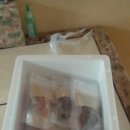 강아지오요요 이미지