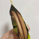 [리뷰] 일본 마트 과자 추천 부르봉 로안느 바닐라 고프레 솔직 후기