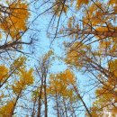 도리1길 이미지