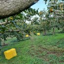 단감수확이 늦어집니다 (대봉감 판매는 일시 중지합니다) 이미지