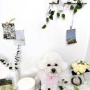 더 빛나개(the 빛나개) 이미지