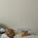 묘연고양이병원 이미지