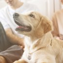 송도반려동물약국 | 송도 동물약국, 반려동물 의약품 믿고 구매 가능한 곳?