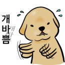 아랑이애견