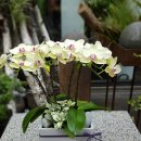 백성병원 이미지