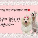러블리 몽몽 네이버블로그