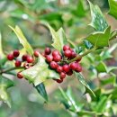 홀리호랑 이미지