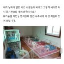 번식업자가 운영하는 나주시 유기견보호소(민원 동참해주세요ㅠㅠㅠㅠㅠ) 이미지