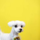 멍멍펫스토어 이미지