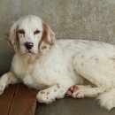 호동이네 이미지