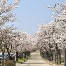 백운공원 | 안산 백운공원 벚꽃 구경 다녀온 후기