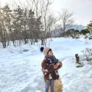 숲속오두막 | 강원도 고성 에어비앤비 숙소 곰돌이 푸의 숲속오두막