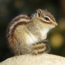 펫토피아 이미지