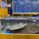 산애수펜션 B동 | 태안 오션뷰 감성 숙소 신두리5초펜션 6인 숙박 B동 102호 하프오션뷰 가족여행 내돈내산 후기