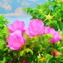 아름다운 꿈 이미지