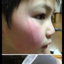 네발친구 이미지