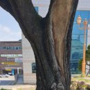 선산중앙로-6 이미지