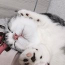 야옹아 멍멍해봐 이미지