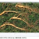 약초백화점 이미지