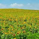 안성버스터미널 택시정류장 이미지